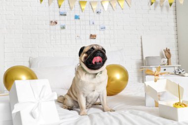 Evde doğum gününü kutlayan sevimli köpek.