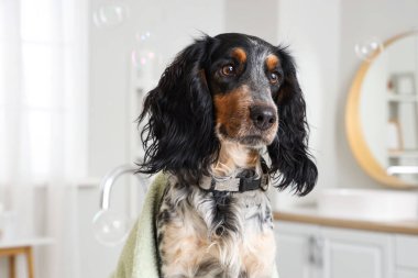 Tatlı cocker spanyel ve sabun köpükleri banyoda, yakın plan.