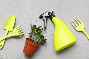 Turba tenceresine bitki, gri arka planda bahçe aletleri. Üst görünüm