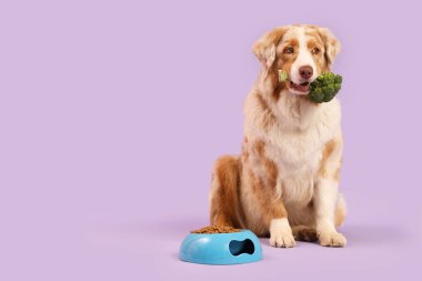 Brokolili şirin Avustralya çoban köpeği ve leylak arka planda kase.