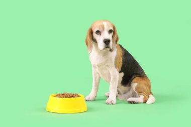 Tatlı av köpeği ve yeşil arka planda kuru yiyeceklerle dolu bir kase.