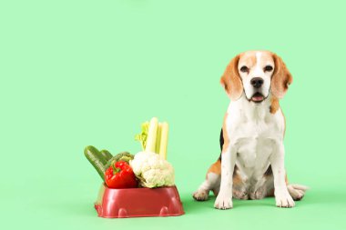 Tatlı av köpeği ve yeşil arka planda sebzeli kase.