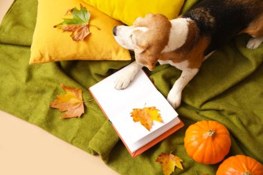 Kitaplı sevimli Beagle köpeği, taze kabaklar, yumuşak yastıklar ve sonbahar yaprakları kahverengi arka planda.