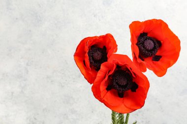 Gri arkaplanda güzel haşhaş çiçekleri