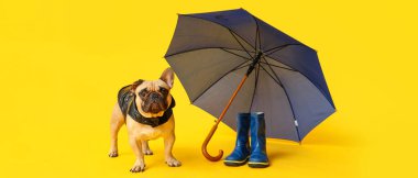 Sarı arka planda yağmurluk, şemsiye ve çizme giymiş şirin bir bulldog.