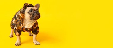 Sarı arka planda yağmurluk giymiş şirin bir bulldog ve metin için yeri var.