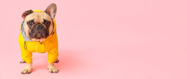 Pembe arka planda yağmurluk giymiş şirin bir bulldog ve metin için yeri var.