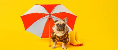 Sarı arka planda çizmeleri ve şemsiyesi olan yağmurluk giymiş şirin bir bulldog.