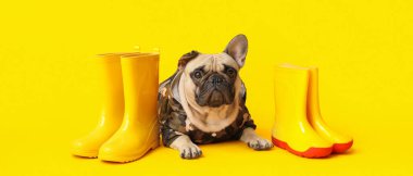 Yağmurluk giymiş şirin bir bulldog ve sarı arka planda çizmeleri var.