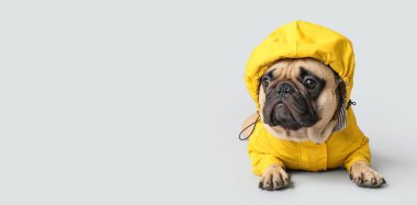Açık arkaplanda uzanan yağmurluklu şirin bulldog metin için yer var.