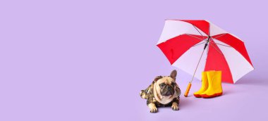 Yağmurluk, çizme ve şemsiyeli şirin buldog leylak arkaplan ve metin için yer var.