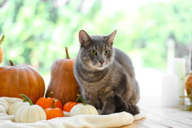 Evinin penceresinin yanında balkabağı olan sevimli bir kedi.