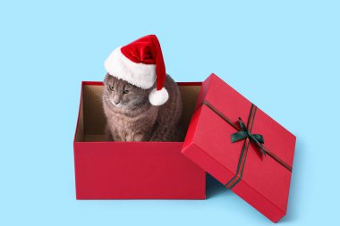 Noel Baba şapkalı şirin kedi mavi arka planda hediye kutusunda