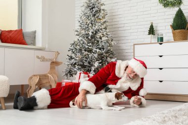 Evde Noel ağacının yanında şirin Jack Russell Terrier köpeği olan Noel Baba.