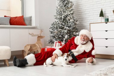 Evde Noel ağacının yanında şirin Jack Russell Terrier köpeği olan Noel Baba.