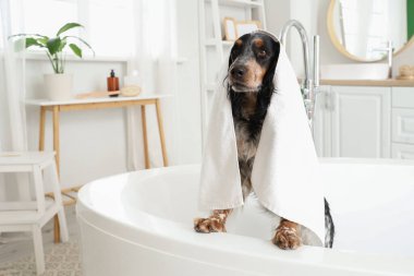 Evde küvette havlusu olan şirin bir cocker spaniel.