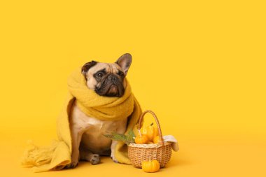 Sarı arka planda taze balkabakları olan atkı ve hasır sepetli şirin Fransız bulldog. Şükran Günü kutlaması