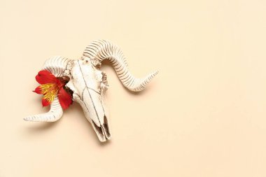 Koyun kafatası ve bej arka planda güzel bir çiçek kompozisyonu