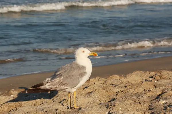 Deniz kıyısındaki martı manzarası