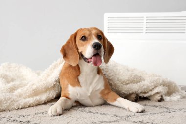 Ekoseli ve radyatörlü sevimli Beagle köpeği