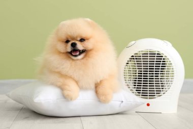 Yeşil duvarın yanında yastıklı ve elektrikli fan ısıtıcısı olan şirin Pomeranya tükürüğü.