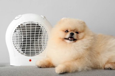 Elektrikli vantilatör ısıtıcısı olan şirin Pomeranya tükürüğü arka planda, yakın plan