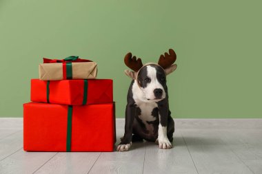 Şirin Staffordshire teriyeri ren geyiği boynuzları içinde köpek yavrusu ve yeşil duvarın yanında Noel hediyeleri
