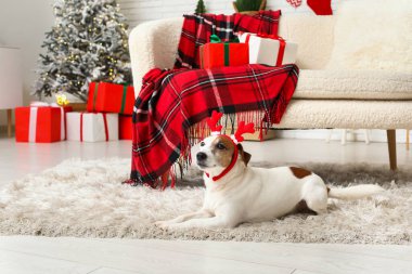 Evde geyik boynuzları takmış şirin Jack Russell Terrier köpeği.