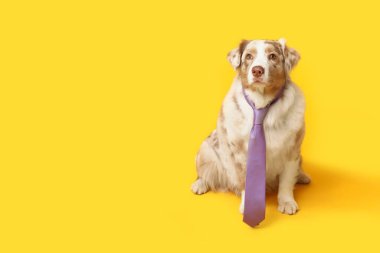 Sarı arka planda kravatlı komik Avustralyalı çoban köpeği
