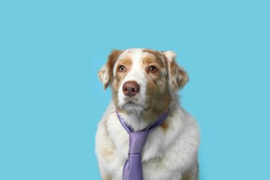 Mavi arka planda kravatlı komik Avustralyalı çoban köpeği
