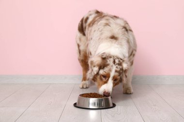 Tatlı Avustralya çoban köpeği pembe duvarın yanında kaseden yemek yiyor.