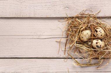 Gri ahşap arka planda taze bıldırcın yumurtaları olan yuva.