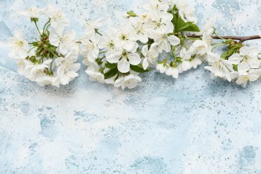 Açık mavi arkaplanda güzel açan bir dal