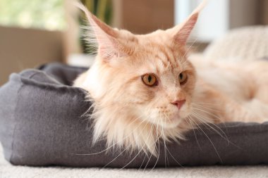 Sevimli bej rengi Maine Rakun kedisi. Evcil hayvan yatağında yatıyor, yakın plan.