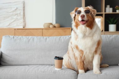 Güneş gözlüklü sevimli Avustralyalı çoban köpeği evdeki kanepede oturuyor.
