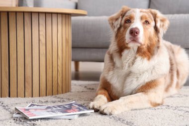 Evde dergileri olan sevimli bir Avustralya çoban köpeği var.