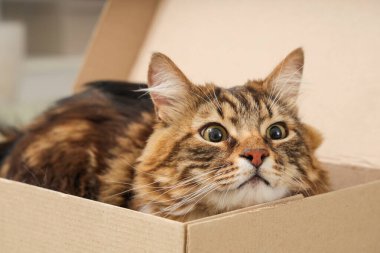 Evdeki karton kutuda yatan sevimli kedi, yakın plan.