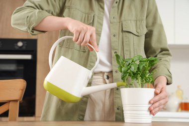 Mutfakta fesleğen sulayan kadın.