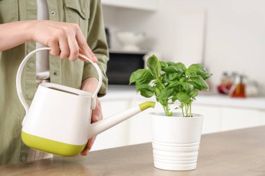 Mutfakta fesleğen sulayan kadın.