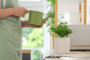 Mutfakta fesleğen sulayan kadın.