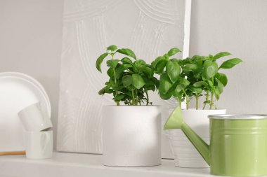 Mutfaktaki rafta su dolu fesleğen bitkileri.