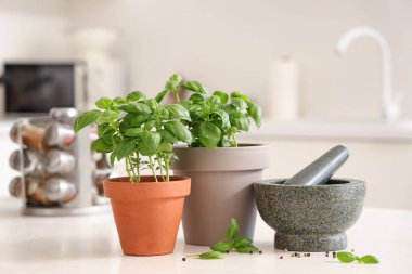 Çömlek içinde taze fesleğen ve mutfaktaki masada harç.