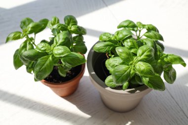 Masada taze fesleğen var.