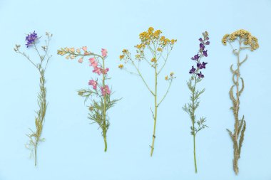 Mavi arkaplanda kurumuş çiçekler