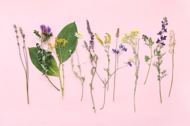 Pembe arka planda kurutulmuş çiçekler