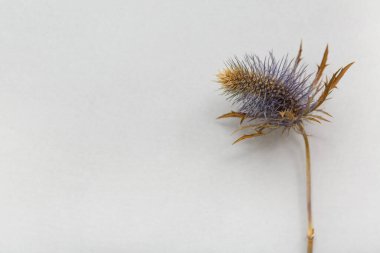 gri zemin üzerine çiçek kurutulmuş