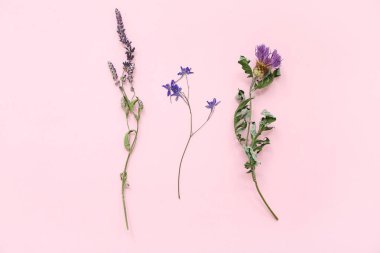 Pembe arka planda kurutulmuş çiçekler