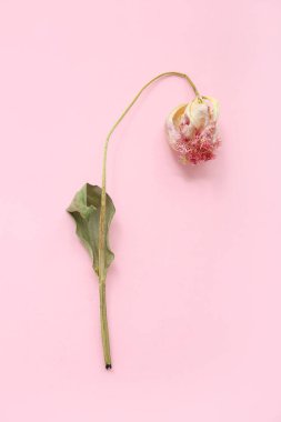 Pembe arka planda kurumuş çiçek