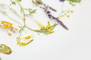 Açık arkaplanda kurumuş çiçekler, üst görünüm