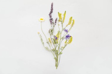Açık arkaplanda kurumuş çiçekler, üst görünüm